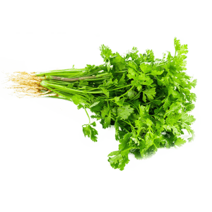 coriander-leaf