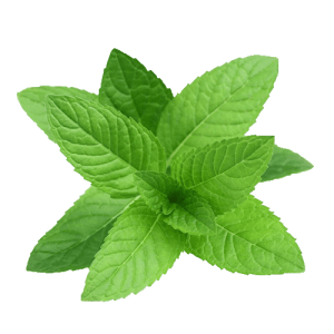 mint-leaf