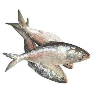 Hilsha Fish With Premium Rich Flavor