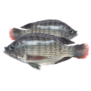 tilapia