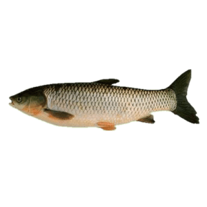 grass carp