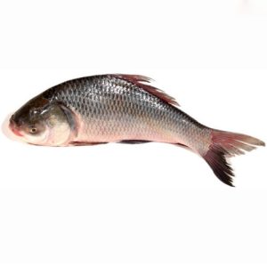 Fresh Catla Fish with firm texture and mild flavor, ideal for curries, grilling, or frying.