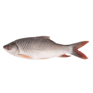 Alt Text Fresh Rui Fish with mild flavor and firm texture, ideal for versatile cooking like curries, grilling, and frying.