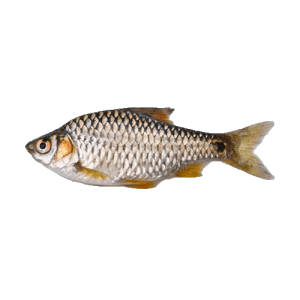 Deshi Puti fish