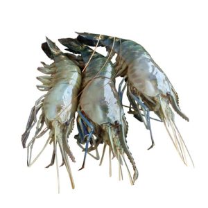 Premium Golda Chingri (Tiger Prawns) with rich flavor and firm texture, ideal for grilling, frying, or curries.