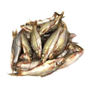 Gulsha Fish