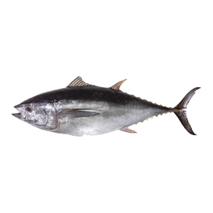 Tuna Fish